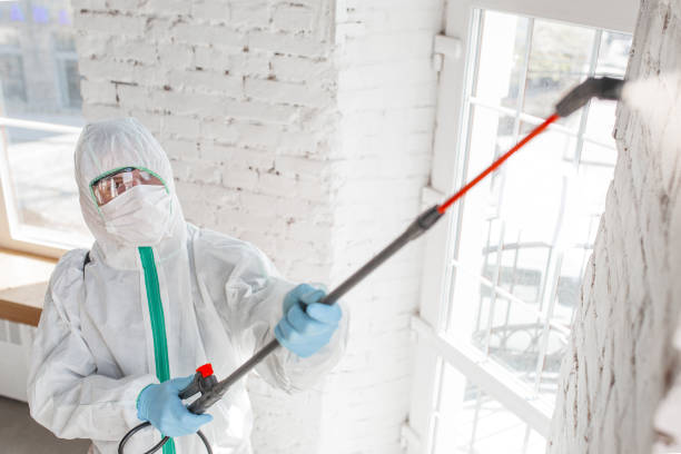 Best Black Mold Removal  in Gettysburg, PA